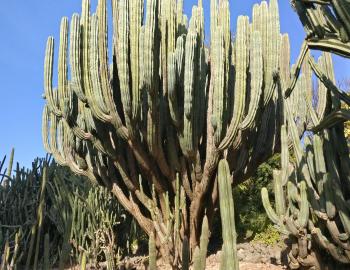 Sailana near Ratlam used to have the largest Cactus garden in Asia. But the cost of maintenance and urbanisation pressures have reduced it to a small patch being maintained by the scions of the Nawab of Sailana. Shear size of these plants is mesmerizing. These harbour endophytic microorganisms and rhisozheaths.